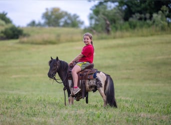 More ponies/small horses, Gelding, 4 years, 8.2 hh, Pinto