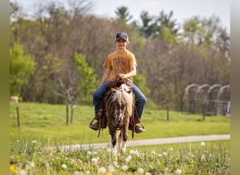 More ponies/small horses, Gelding, 4 years, 8.2 hh, Pinto