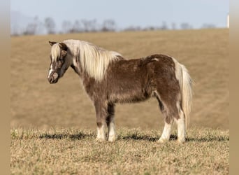 More ponies/small horses, Gelding, 4 years, 8.2 hh, Pinto