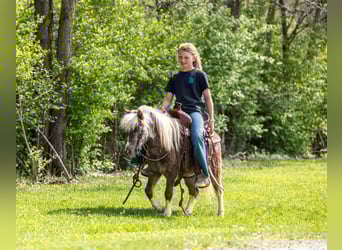 More ponies/small horses, Gelding, 4 years, 8.2 hh, Pinto