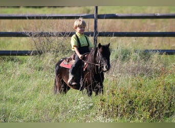 More ponies/small horses, Gelding, 4 years, 8 hh, Black