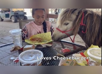 More ponies/small horses, Gelding, 4 years, 8 hh, Dun