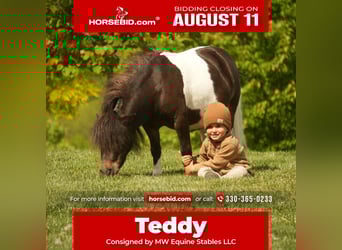 More ponies/small horses, Gelding, 4 years, 8 hh