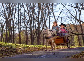 More ponies/small horses, Gelding, 4 years, 8,1 hh, Palomino