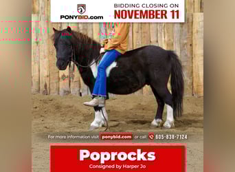 More ponies/small horses, Gelding, 4 years, 8,1 hh, Pinto