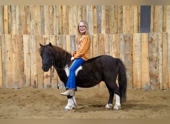 More ponies/small horses, Gelding, 4 years, 8,1 hh, Pinto