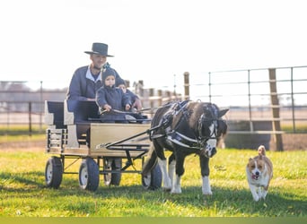 More ponies/small horses, Gelding, 4 years, 8,1 hh, Pinto