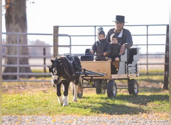 More ponies/small horses, Gelding, 4 years, 8,1 hh, Pinto