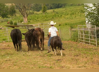 More ponies/small horses, Gelding, 4 years, 8,1 hh