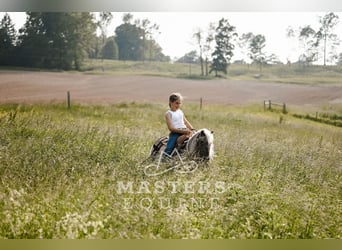 More ponies/small horses, Gelding, 4 years, 9 hh, Grullo