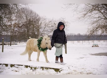 More ponies/small horses, Gelding, 4 years, 9 hh, Palomino