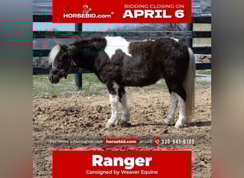 More ponies/small horses, Gelding, 4 years, 9 hh, Pinto