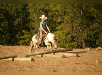 More ponies/small horses, Gelding, 4 years, 9,1 hh, Buckskin