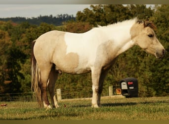 More ponies/small horses, Gelding, 4 years, 9,1 hh, Buckskin