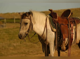 More ponies/small horses, Gelding, 4 years, 9,1 hh, Buckskin