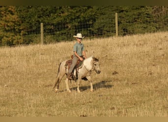 More ponies/small horses, Gelding, 4 years, 9,1 hh, Buckskin
