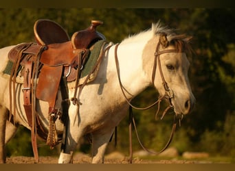 More ponies/small horses, Gelding, 4 years, 9,1 hh, Buckskin