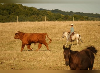 More ponies/small horses, Gelding, 4 years, 9,1 hh, Buckskin