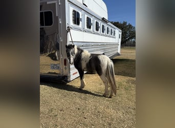 More ponies/small horses, Gelding, 4 years, 9,2 hh, Pinto