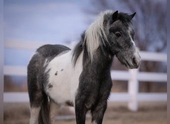 More ponies/small horses, Gelding, 4 years, 9,2 hh, Pinto