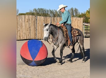 More ponies/small horses, Gelding, 4 years, Buckskin