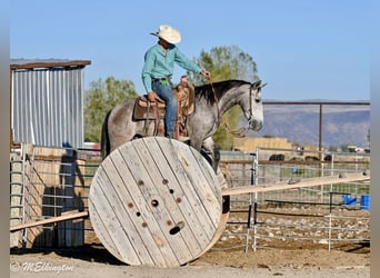 More ponies/small horses, Gelding, 4 years, Buckskin