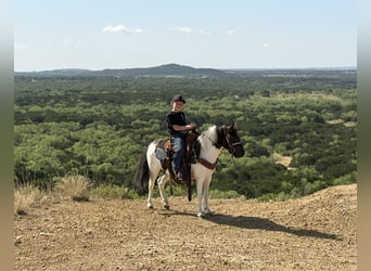 More ponies/small horses, Gelding, 4 years, Pinto