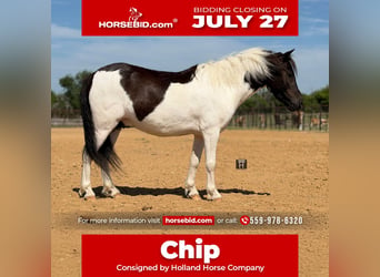 More ponies/small horses, Gelding, 4 years, Pinto