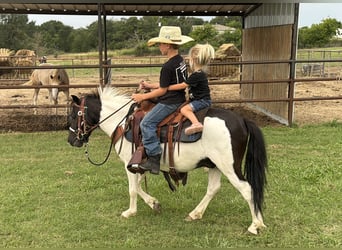 More ponies/small horses, Gelding, 4 years, Pinto