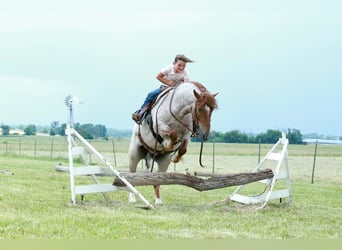 More ponies/small horses, Gelding, 4 years, Roan-Red