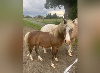 More ponies/small horses Mix, Gelding, 5 years, 10.2 hh, Chestnut