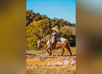 More ponies/small horses, Gelding, 5 years, 10 hh, Dun