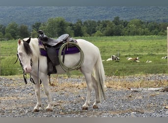 More ponies/small horses, Gelding, 5 years, 10 hh, Pinto