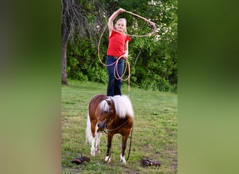 More ponies/small horses, Gelding, 5 years, 10 hh, Pinto