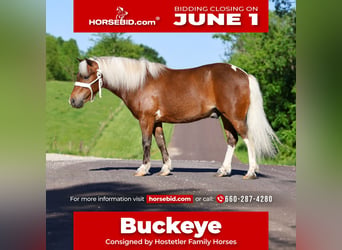 More ponies/small horses, Gelding, 5 years, 10 hh, Pinto