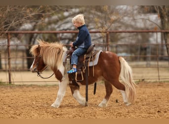 More ponies/small horses, Gelding, 5 years, 10 hh, Pinto