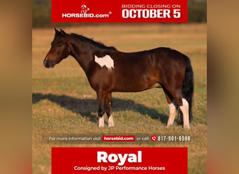 More ponies/small horses, Gelding, 5 years, 10 hh, Pinto