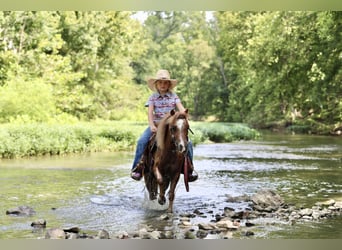 More ponies/small horses, Gelding, 5 years, 10 hh, Roan-Red