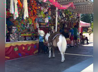 More ponies/small horses, Gelding, 5 years, 10 hh