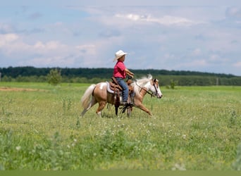 More ponies/small horses, Gelding, 5 years, 10 hh