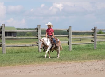 More ponies/small horses, Gelding, 5 years, 10 hh