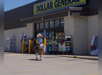 More ponies/small horses, Gelding, 5 years, 10 hh