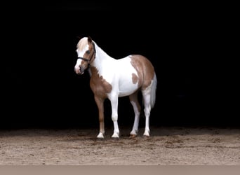 More ponies/small horses, Gelding, 5 years, 10 hh