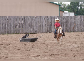 More ponies/small horses, Gelding, 5 years, 10 hh