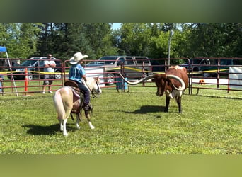 More ponies/small horses, Gelding, 5 years, 10 hh