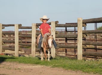 More ponies/small horses, Gelding, 5 years, 10 hh