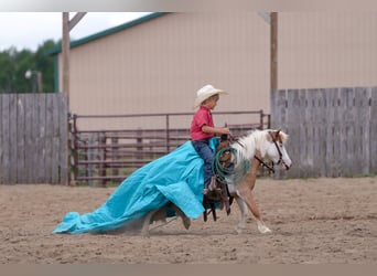 More ponies/small horses, Gelding, 5 years, 10 hh
