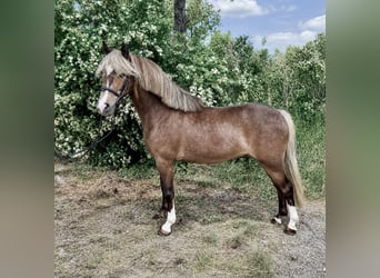 More ponies/small horses, Gelding, 5 years, 11.1 hh, Chestnut