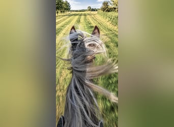 More ponies/small horses, Gelding, 5 years, 11.1 hh, Chestnut