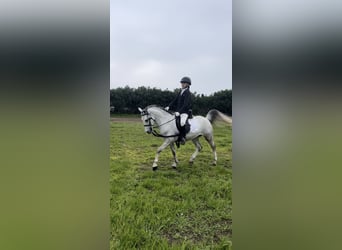 More ponies/small horses, Gelding, 5 years, 11.1 hh, Gray
